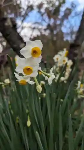 平野神社(京都府)