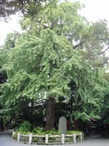 七社神社の自然