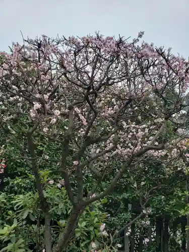 中野沼袋氷川神社の自然