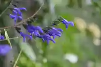 豊景神社の庭園