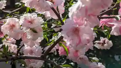 六孫王神社(京都府)