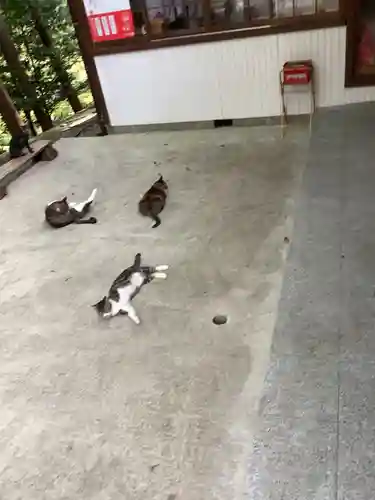 玉野御嶽神社の動物