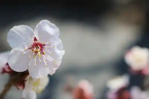 くまくま神社(導きの社 熊野町熊野神社)の自然