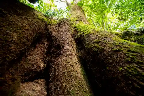 石穴稲荷神社の自然