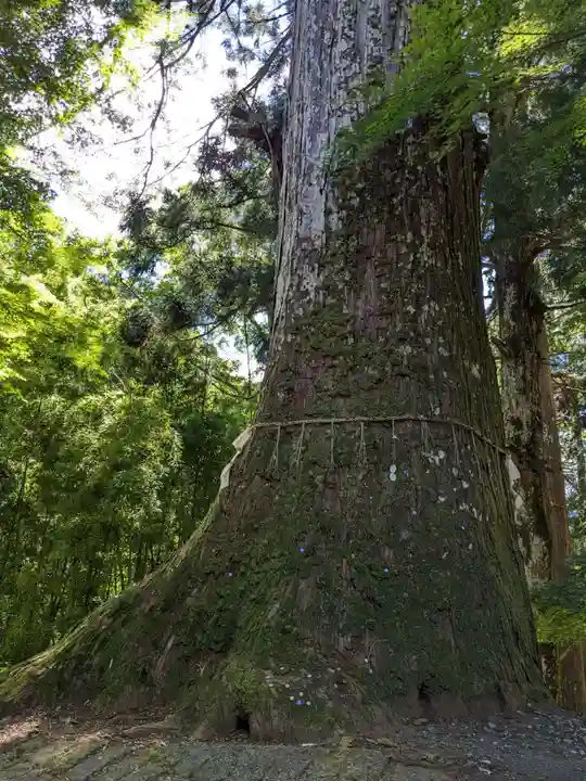 金櫻神社の自然