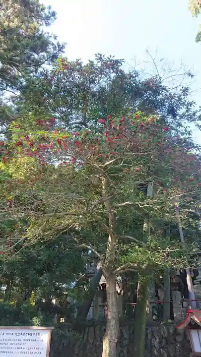 川尻八幡宮の自然