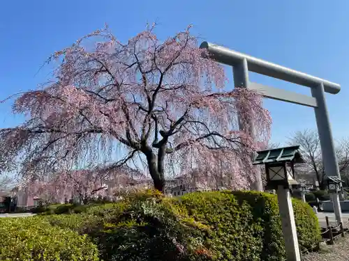 櫻木神社の鳥居