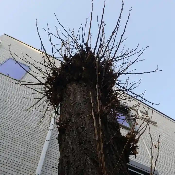 甚内神社の自然