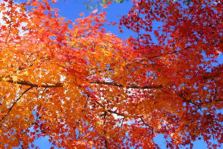醍醐寺(京都府)