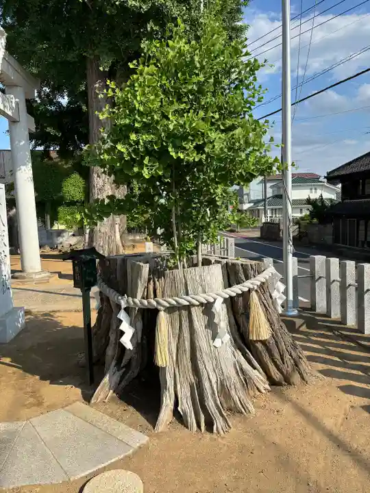 守谷総鎮守 八坂神社の自然
