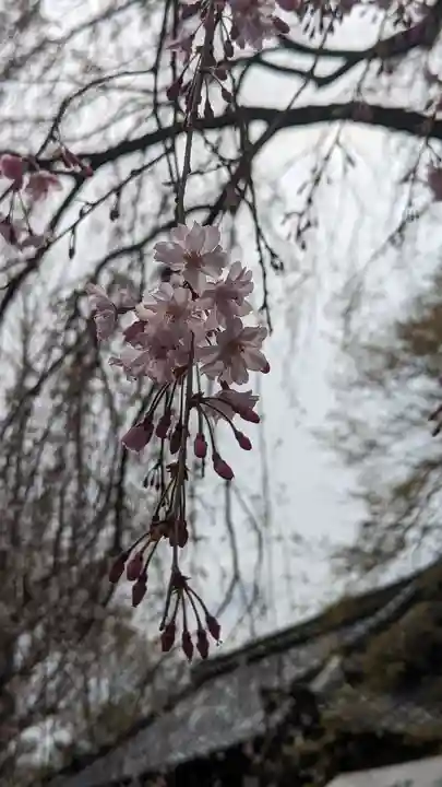 松ヶ崎大黒天 妙圓寺(妙円寺)(京都府)