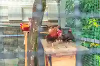 高知大神宮の動物