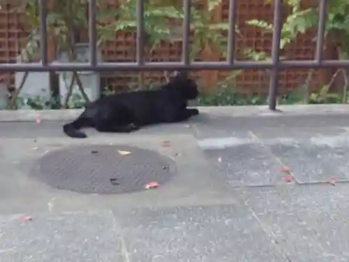 石切劔箭神社の動物