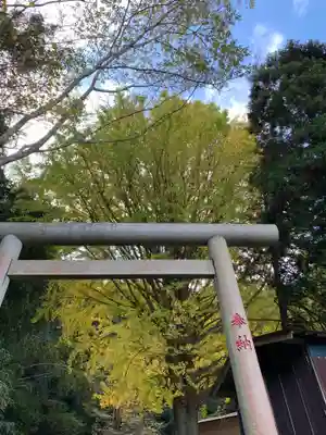 松尾神社の鳥居