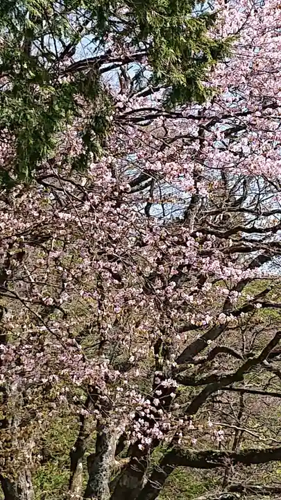 熊野皇大神社の自然