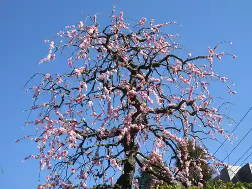 小日向 本法寺(東京都)