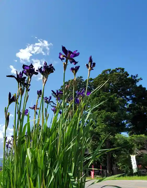 高司神社〜むすびの神の鎮まる社〜の自然
