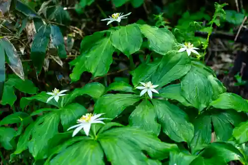 白山比咩神社　奥宮(石川県)