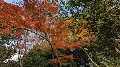 法金剛院(京都府)