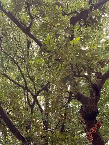 奥澤神社(東京都)