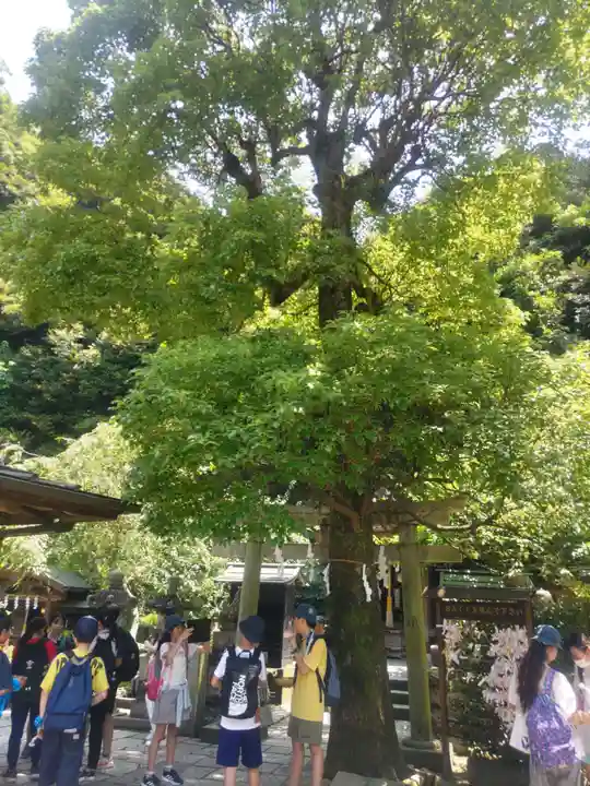 銭洗弁財天宇賀福神社(神奈川県)