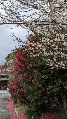 梅宮大社(京都府)