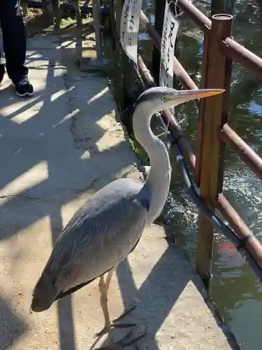 越ヶ谷久伊豆神社の動物