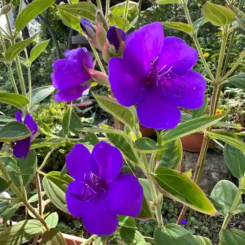 豊景神社の自然