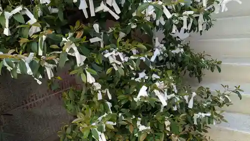 出雲大社長崎分院のおみくじ