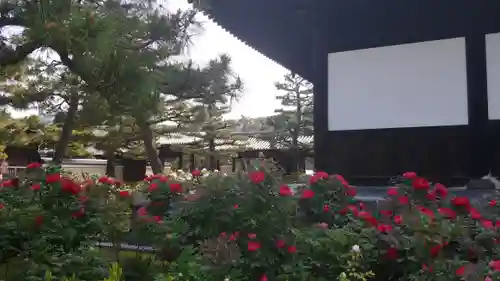 建仁寺（建仁禅寺）の自然