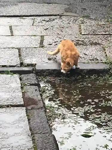 最勝寺教学院の動物