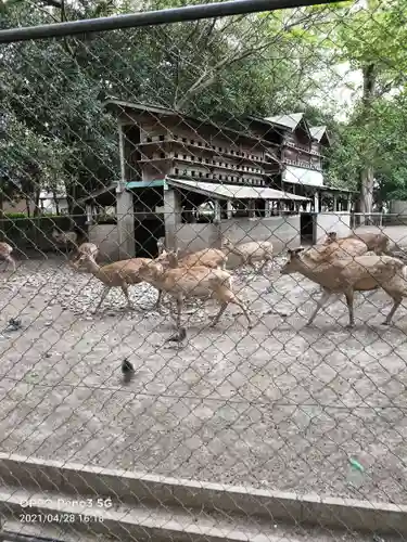 三嶋大社の動物