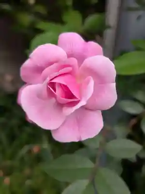 田端神社(東京都)