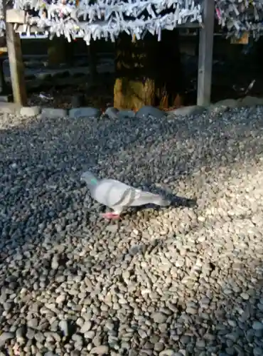 阿佐ヶ谷神明宮の動物