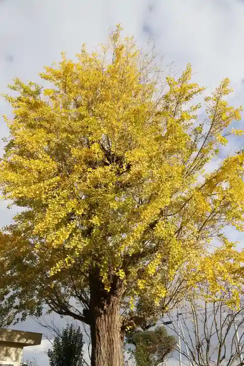 法話と天井絵の寺 観音寺の自然