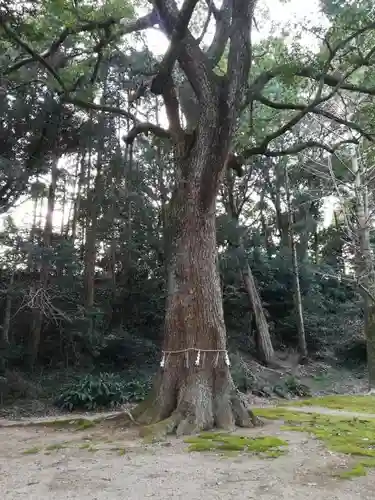 八幡神社の自然