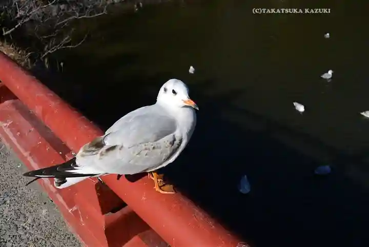 旗上弁財天社の動物