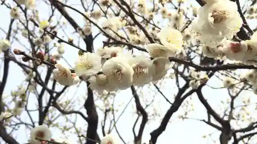 亀戸天神社の自然