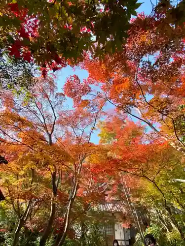 善法律寺(京都府)