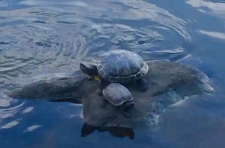 白蛇辨財天の動物