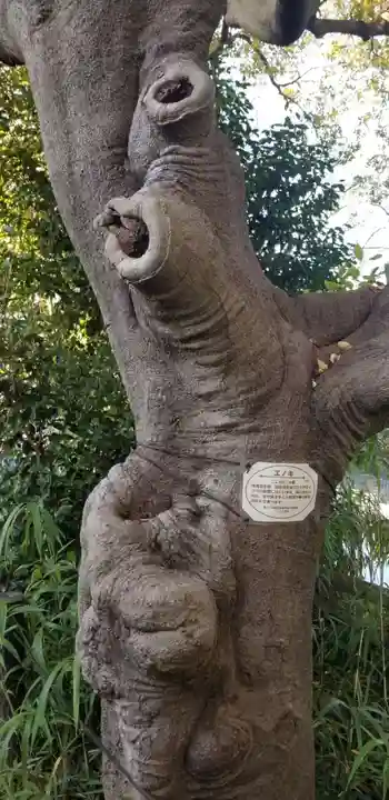 神明天祖神社の自然