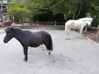 丹生川上神社(下社)の動物