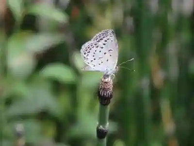 能勢妙見山別院(東京別院)の自然