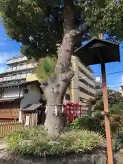 尼崎えびす神社の自然