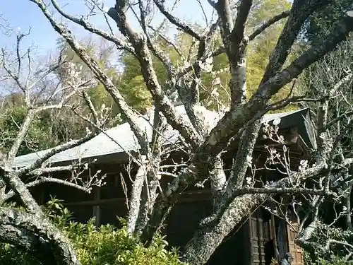 浄光明寺の自然