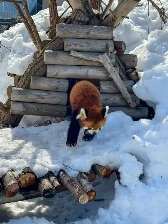 北海道神宮(北海道)