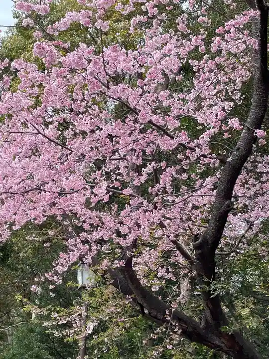 鶴岡八幡宮の自然