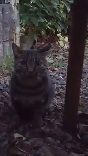 天王坊稲荷神社の動物