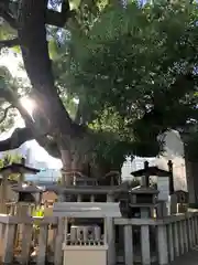 杭全神社の自然