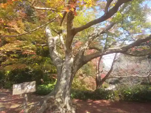 武雄神社の自然
